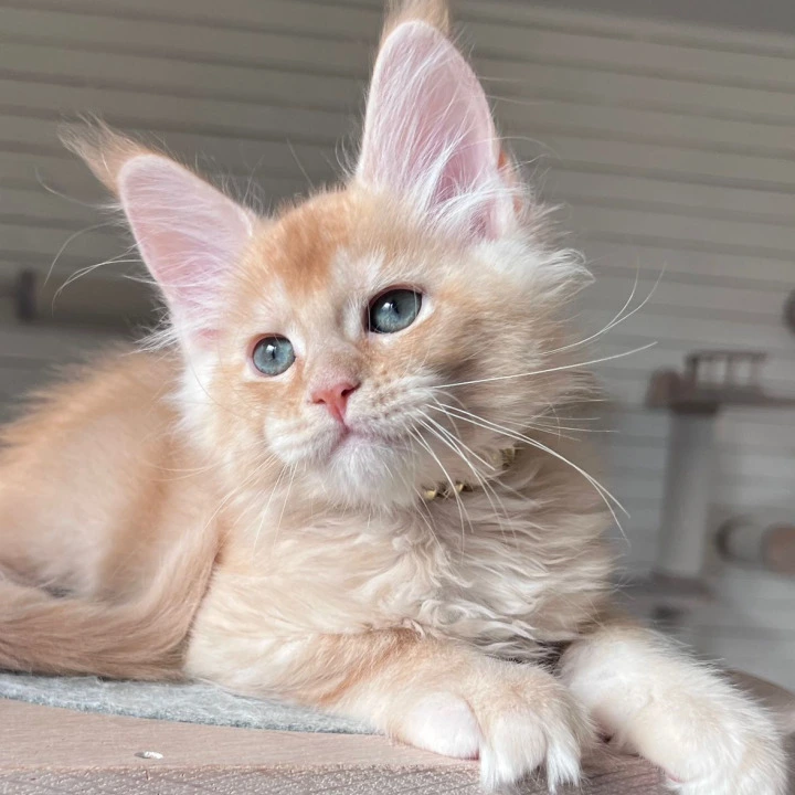 Edgar Maine Coon Kittens | Kitten for sale. 