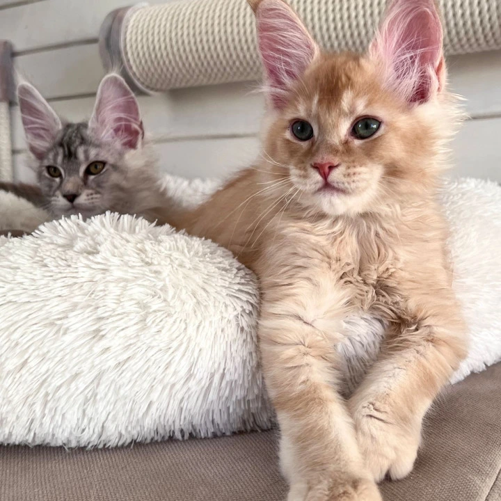 Edgar Maine Coon Kittens | Kitten for sale. 