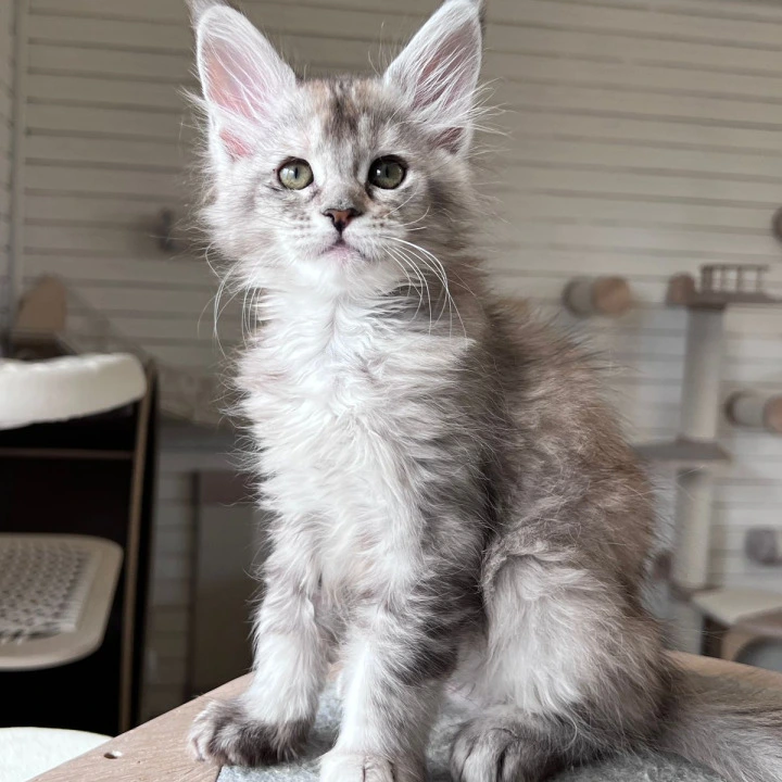 Emily Maine Coon Kittens | Kittens for sale. 