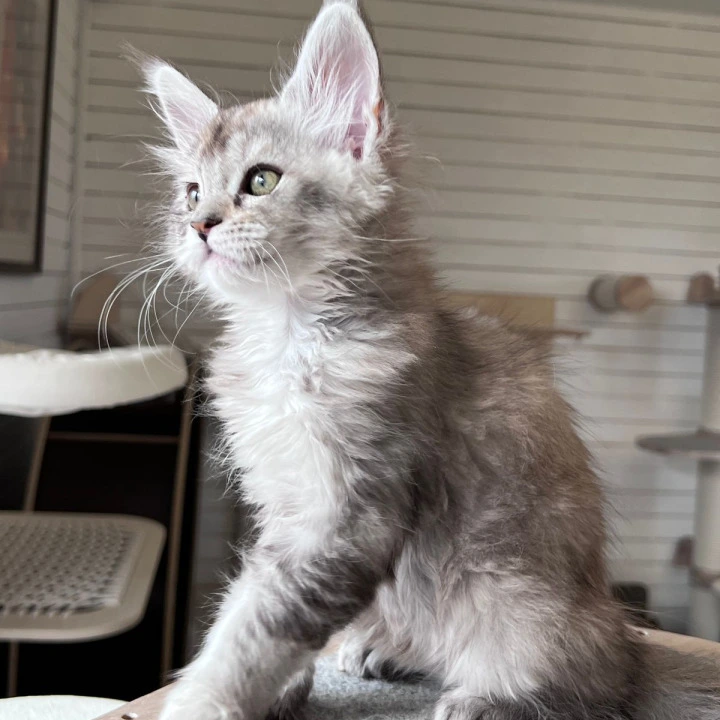 Emily Maine Coon Kittens | Kittens for sale. 