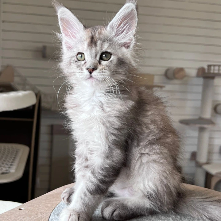 Emily Maine Coon Kittens | Kittens for sale. 