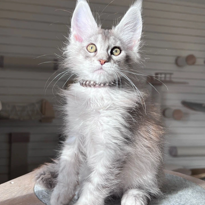 Draco Maine Coon Kittens | Kitten for sale. 