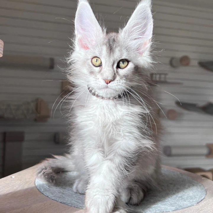 Draco Maine Coon Kittens | Kitten for sale. 