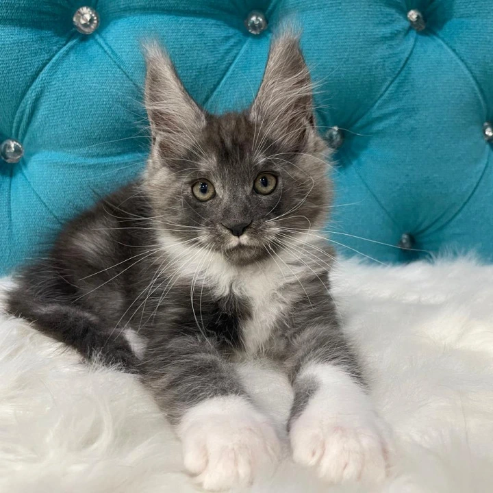 Captain Maine Coon Kittens | Buy a kitten. 