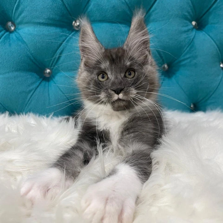 Captain Maine Coon Kittens | Buy a kitten. 
