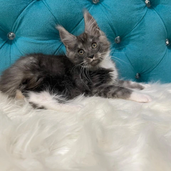 Captain Maine Coon Kittens | Buy a kitten. 
