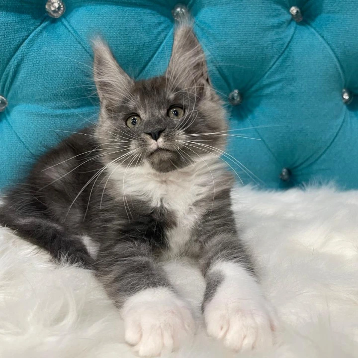 Captain Maine Coon Kittens | Buy a kitten. 