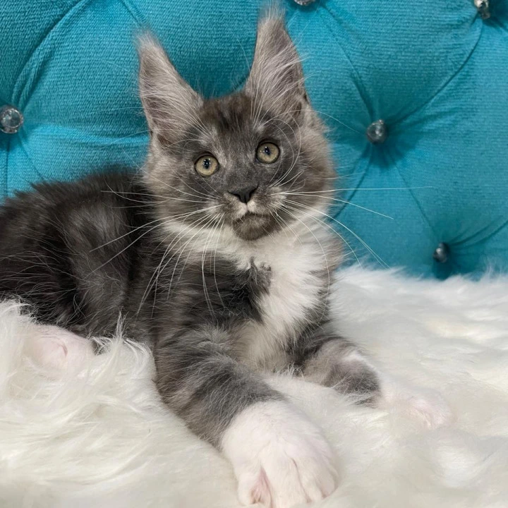 Captain Maine Coon Kittens | Buy a kitten. 