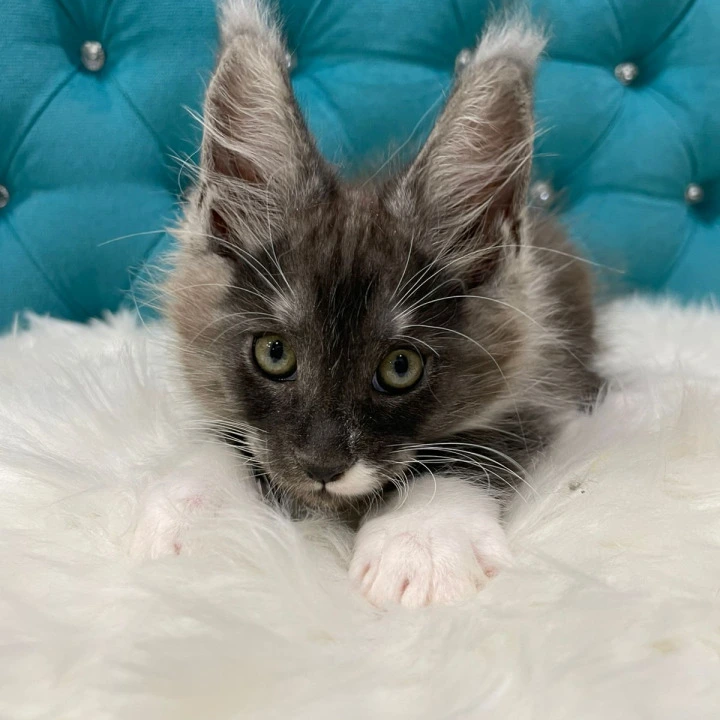 Calvin Maine Coon Kittens | Large selection of kittens. 