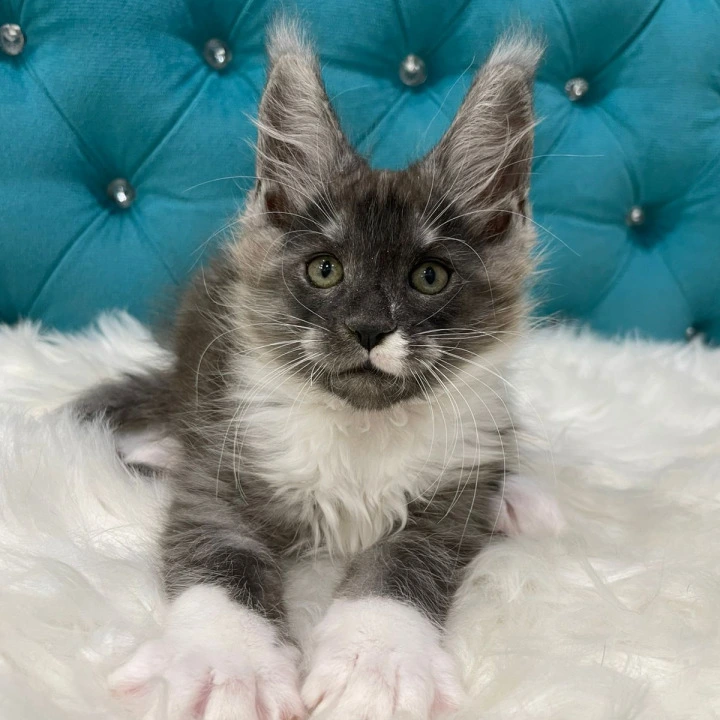 Calvin Maine Coon Kittens | Large selection of kittens. 