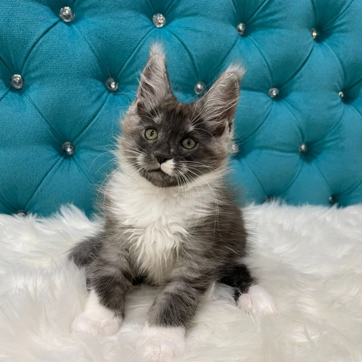 Calvin Maine Coon Kittens | Large selection of kittens. 