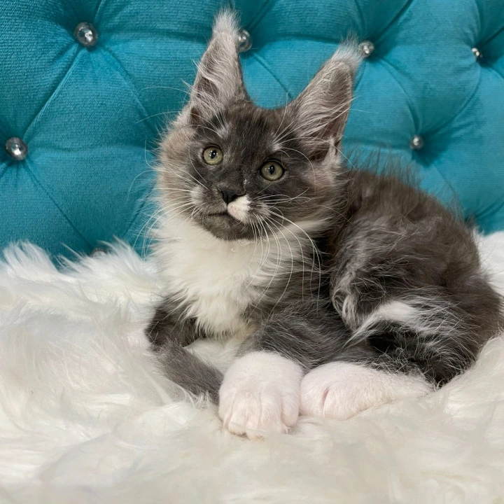 Calvin Maine Coon Kittens | Large selection of kittens. 
