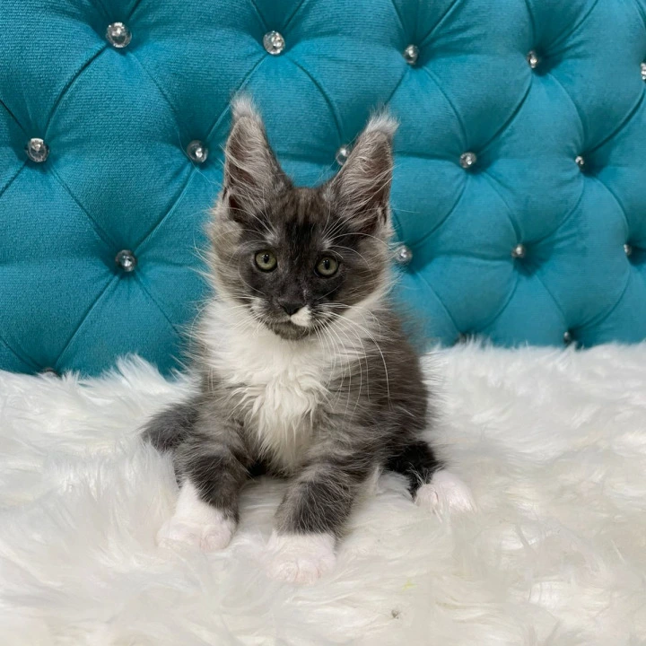 Calvin Maine Coon Kittens | Large selection of kittens. 