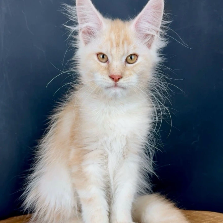 Talisman Maine Coon Kittens | Kittens for sale. 