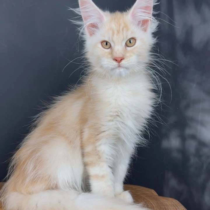 Talisman Maine Coon Kittens | Kittens for sale.