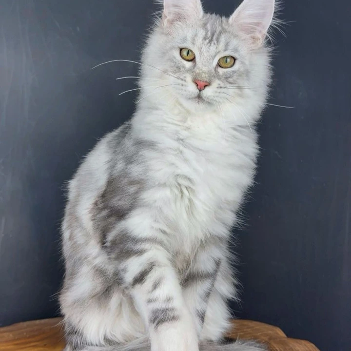 Ostap Maine Coon Kittens | Kittens for sale. 