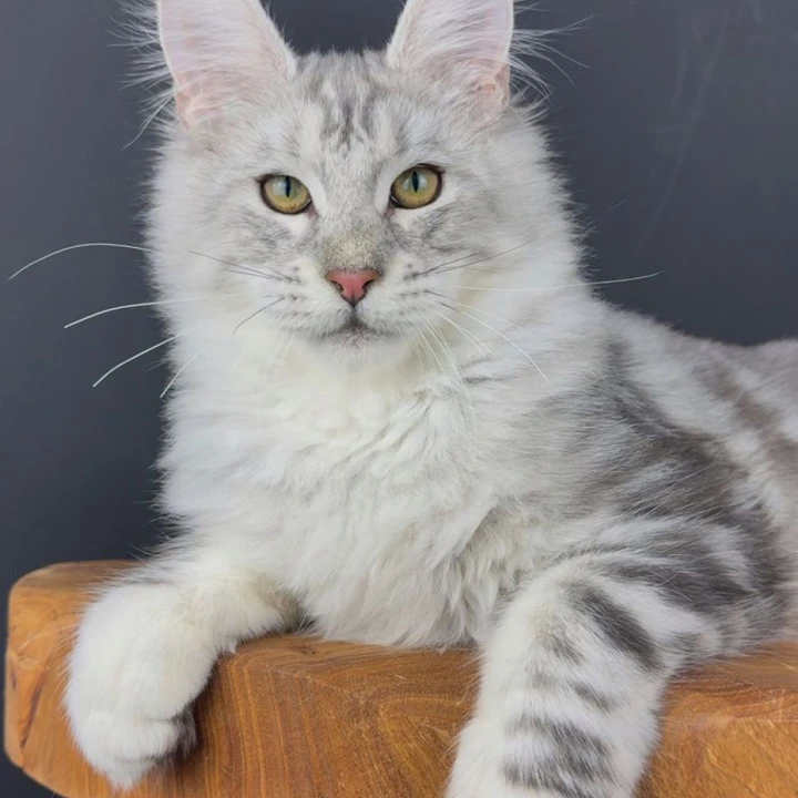 Ostap Maine Coon Kittens | Kittens for sale. 