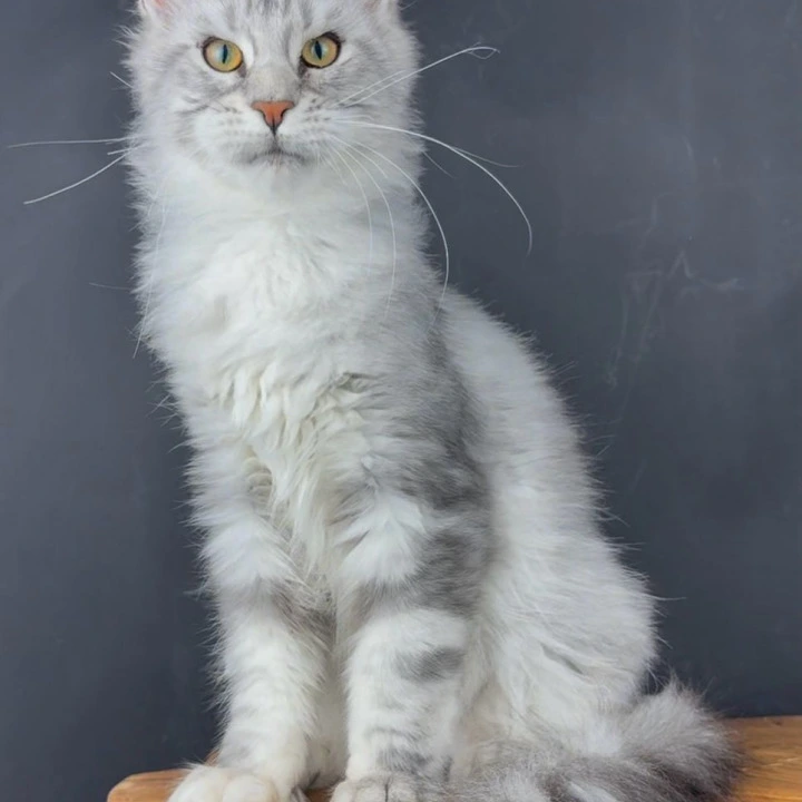 QuickSilver Maine Coon Kittens | Kitten for sale. 