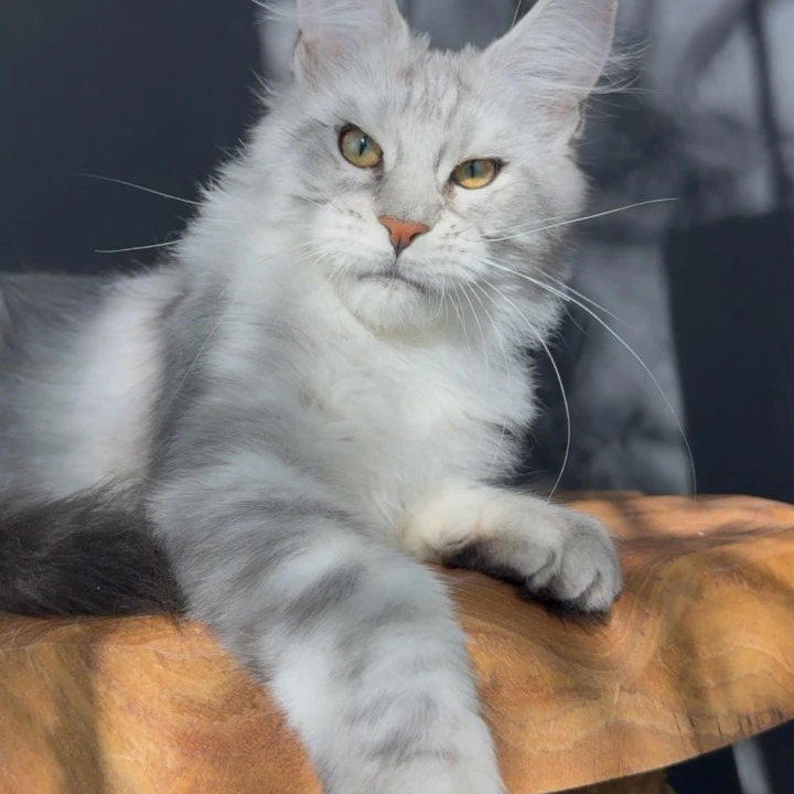 QuickSilver Maine Coon Kittens | Kitten for sale. 