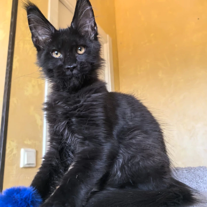 Kris King Maine Coon Kittens | Large selection of kittens.