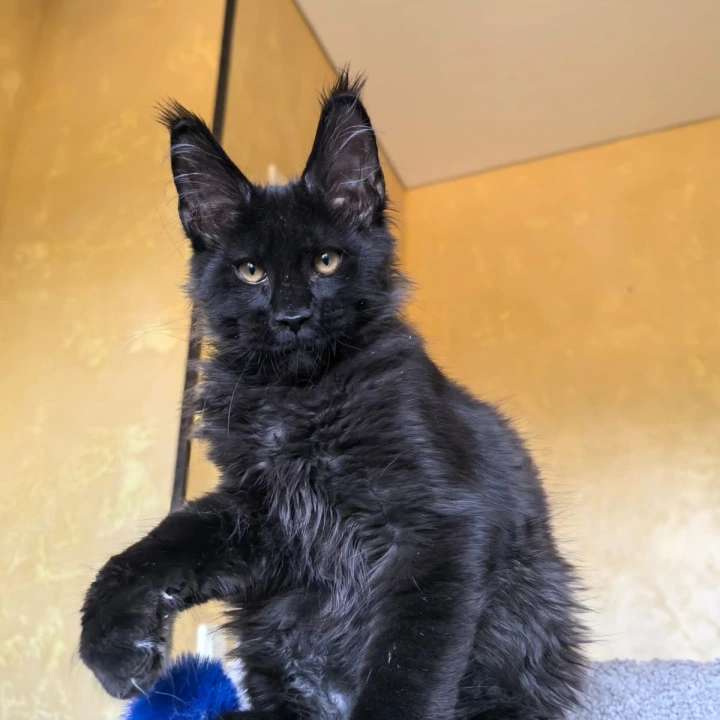 Kris King Maine Coon Kittens | Large selection of kittens.