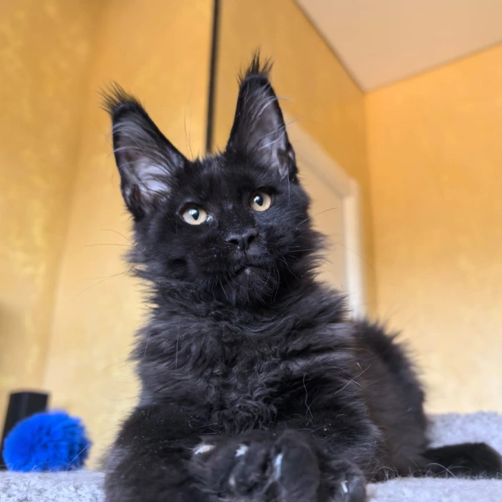 Kris King Maine Coon Kittens | Large selection of kittens.