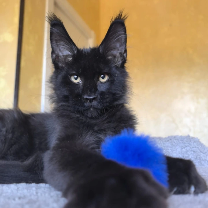 Kris King Maine Coon Kittens | Large selection of kittens. 