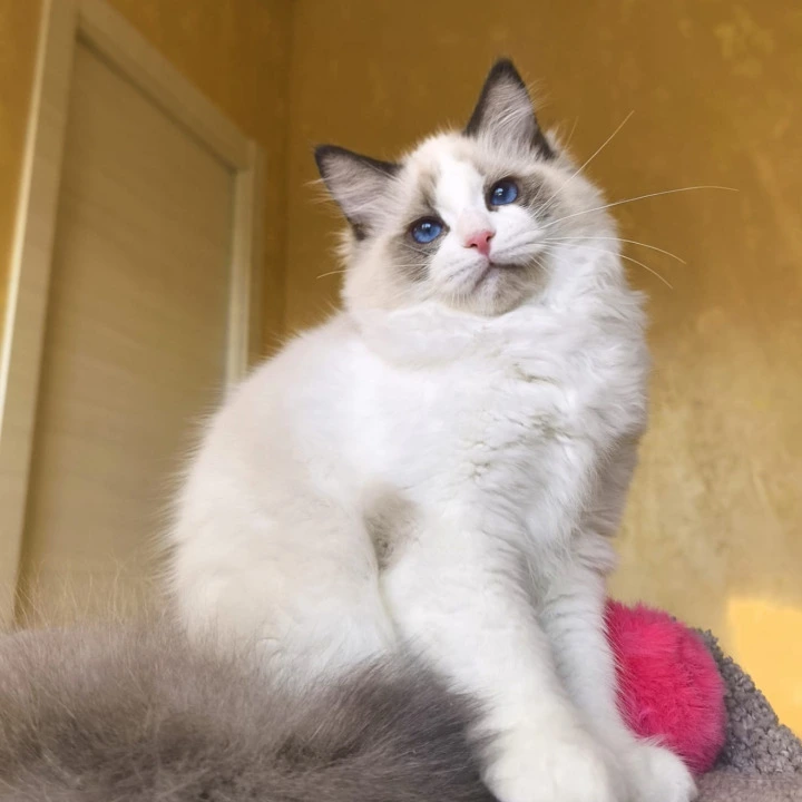 Bel-Ami Ragdoll Kittens | Buy a kitten. 