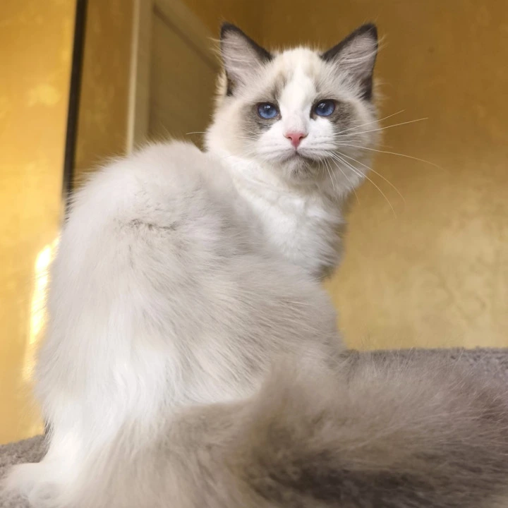 Bel-Ami Ragdoll Kittens | Buy a kitten.