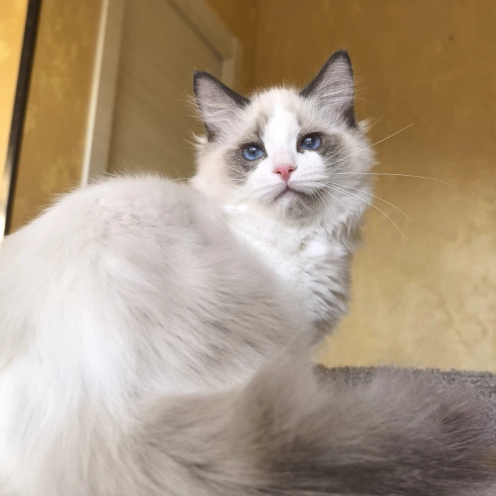 Bel-Ami Ragdoll Kittens | Buy a kitten.