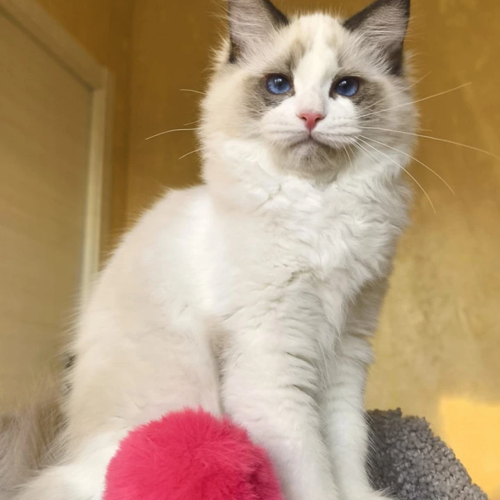 Bel-Ami Ragdoll Kittens | Buy a kitten.