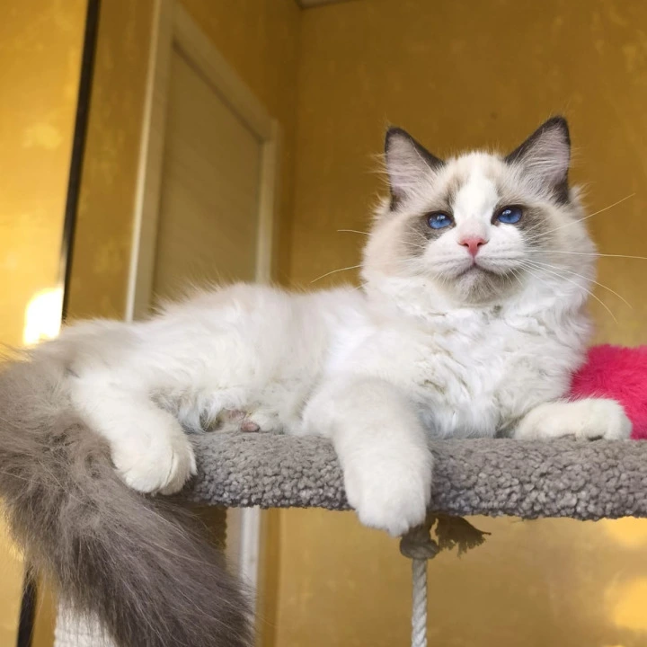 Bel-Ami Ragdoll Kittens | Buy a kitten. 