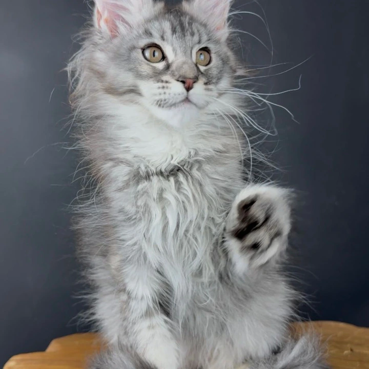 Victoria Maine Coon Kittens | Kittens for sale. 