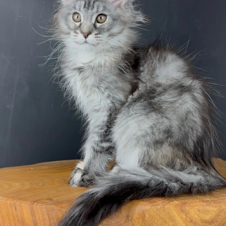 Victoria Maine Coon Kittens | Kittens for sale. 