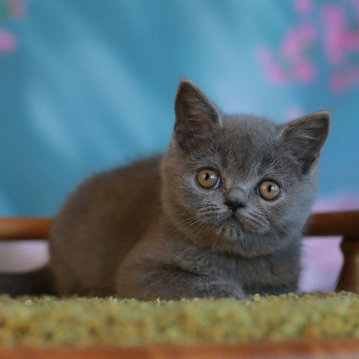 Vasiley British Shorthair Kittens | Kittens for sale. 
