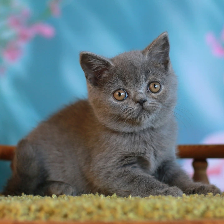 Vasiley British Shorthair Kittens | Kittens for sale. 
