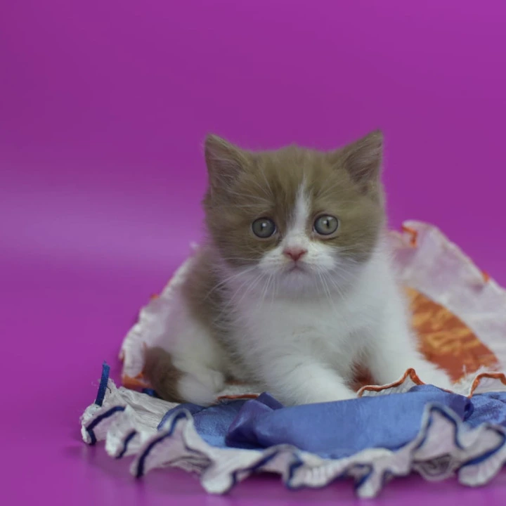 Quartz British Shorthair Kittens | Kitten for sale. 