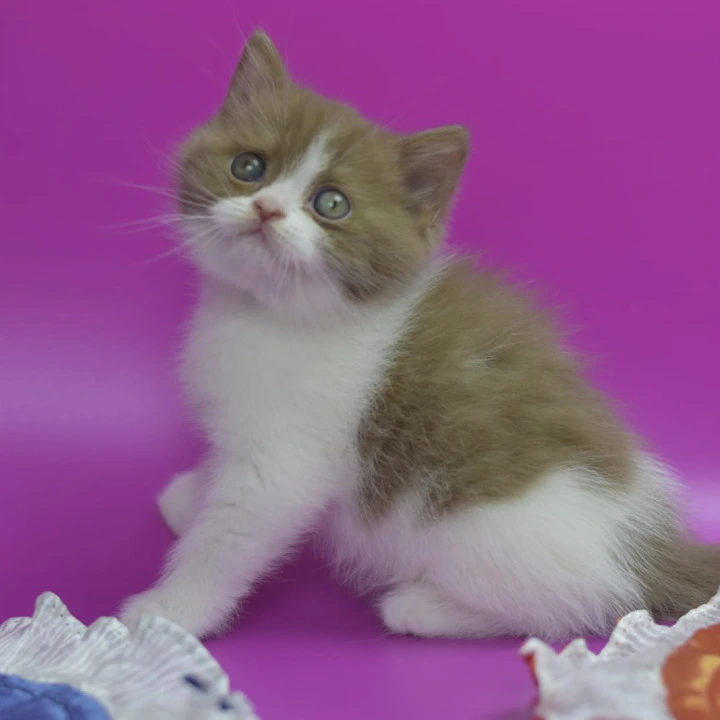 Quartz British Shorthair Kittens | Kitten for sale. 