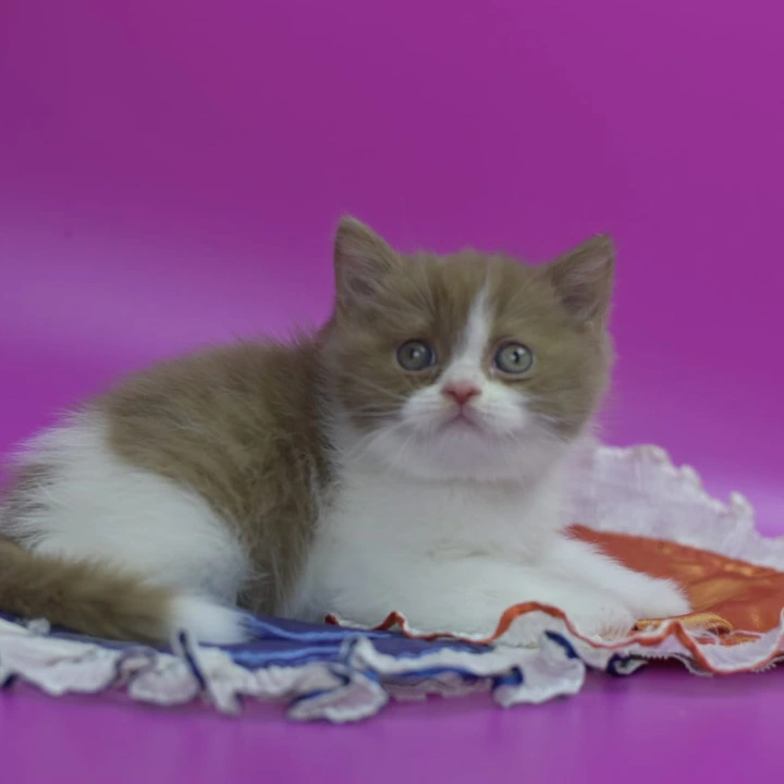 Quartz British Shorthair Kittens | Kitten for sale. 