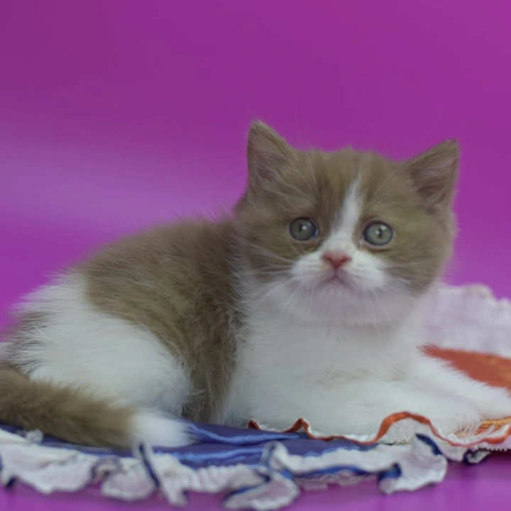 Quartz British Shorthair Kittens | Kitten for sale. 