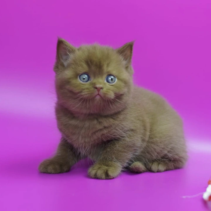 Ralph British Shorthair Kittens | Kitten for sale. 