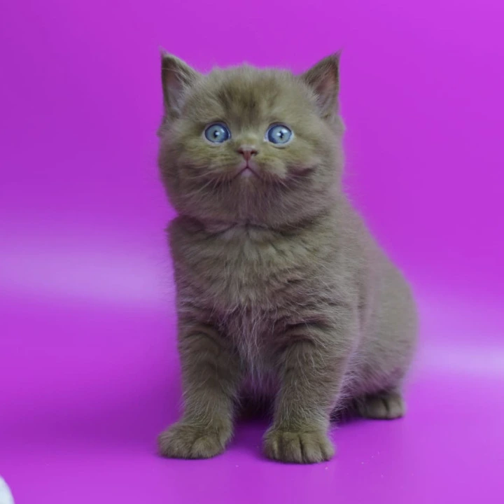 Ralph British Shorthair Kittens | Kitten for sale. 