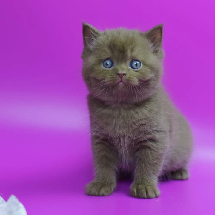 Ralph British Shorthair Kittens | Kitten for sale. 