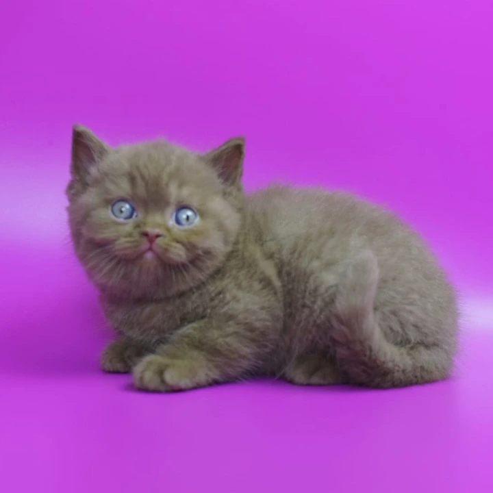 Ralph British Shorthair Kittens | Kitten for sale. 