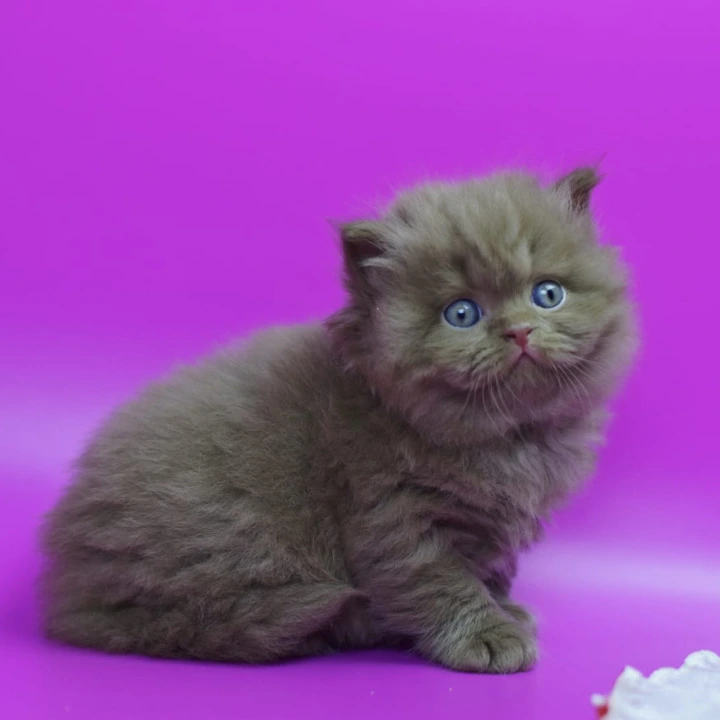 Romca Longhair British Shorthair Kittens | Buy a kitten. 