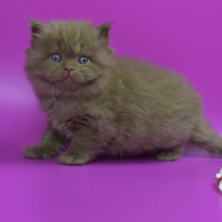 Romca Longhair British Shorthair Kittens | Buy a kitten.