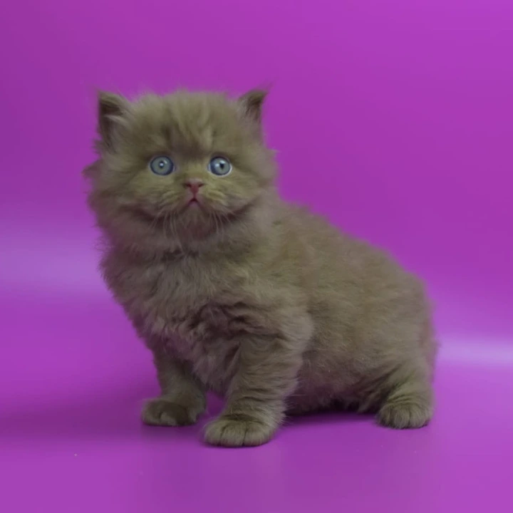 Romca Longhair British Shorthair Kittens | Buy a kitten.