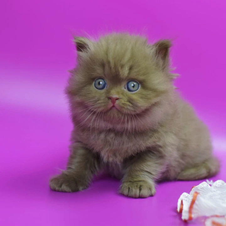 Romca Longhair British Shorthair Kittens | Buy a kitten. 