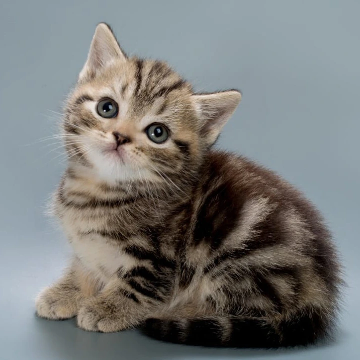 Barni British Shorthair Kittens | Kitten for sale. 