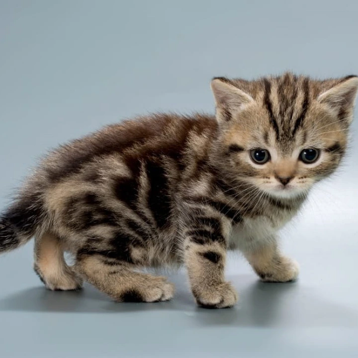 Barni British Shorthair Kittens | Kitten for sale.